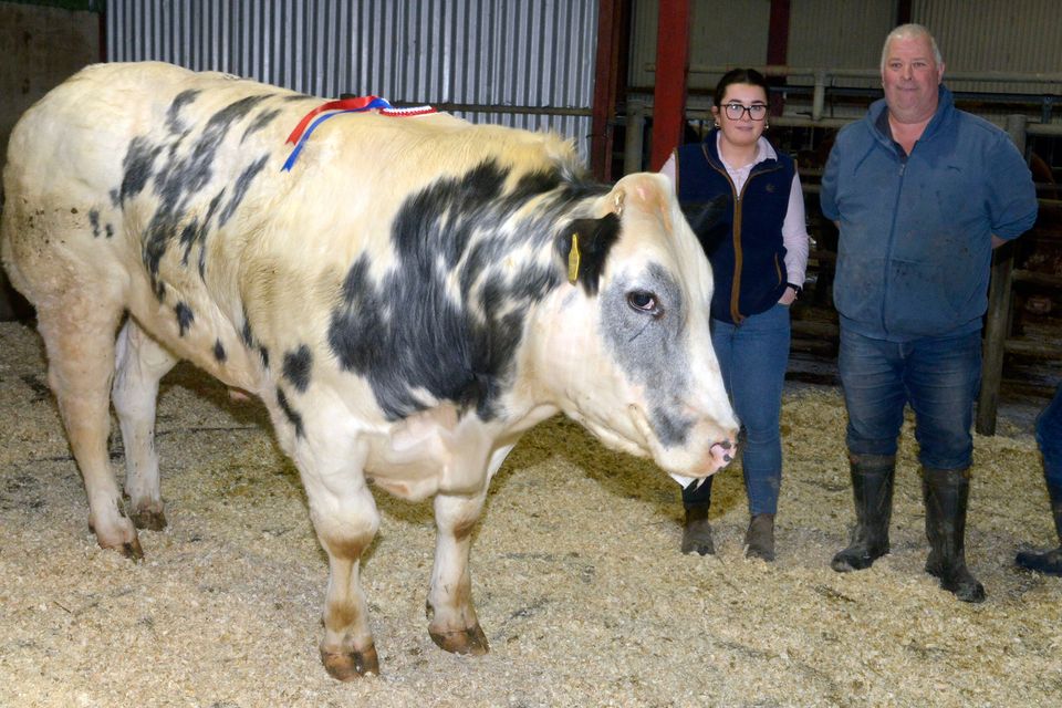 This 805kg, September 2021-born  Belgian Blue owned by Molly O’Sullivan from Kiskeam (pictured with her father Bill) was the overall champion at the Kanturk Show and Sale, and sold for €3,520. Photos: Denis Boyle